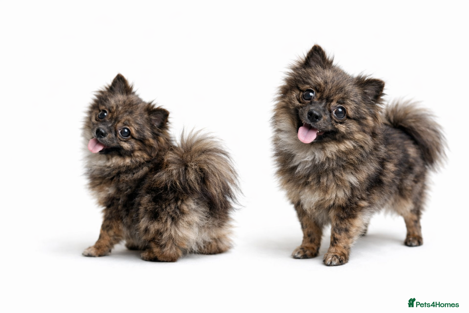 Pomeranian dogs OSCAR- Chocolate Merle Pom for Stud - Advert 1