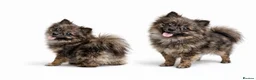 Pomeranian dogs for stud: OSCAR- Chocolate Merle Pom for Stud - Advert 1