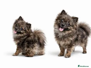 Pomeranian dogs OSCAR- Chocolate Merle Pom for Stud - Advert 1