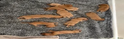 Labrador Retriever dogs for sale: KC Registered Fox Red Labrador Retriever Puppies - Advert 8