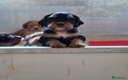 Cocker Spaniel dogs for sale: working cocker spaniels - Advert 6