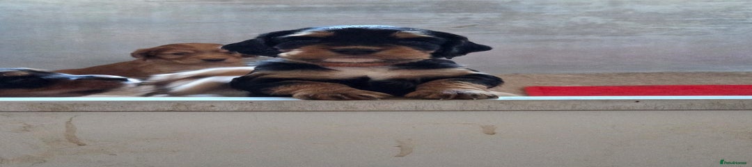 Cocker Spaniel Puppy 2 mable