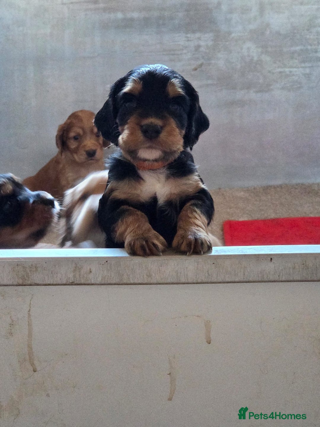 Cocker Spaniel dogs for sale: working cocker spaniels - Advert 6