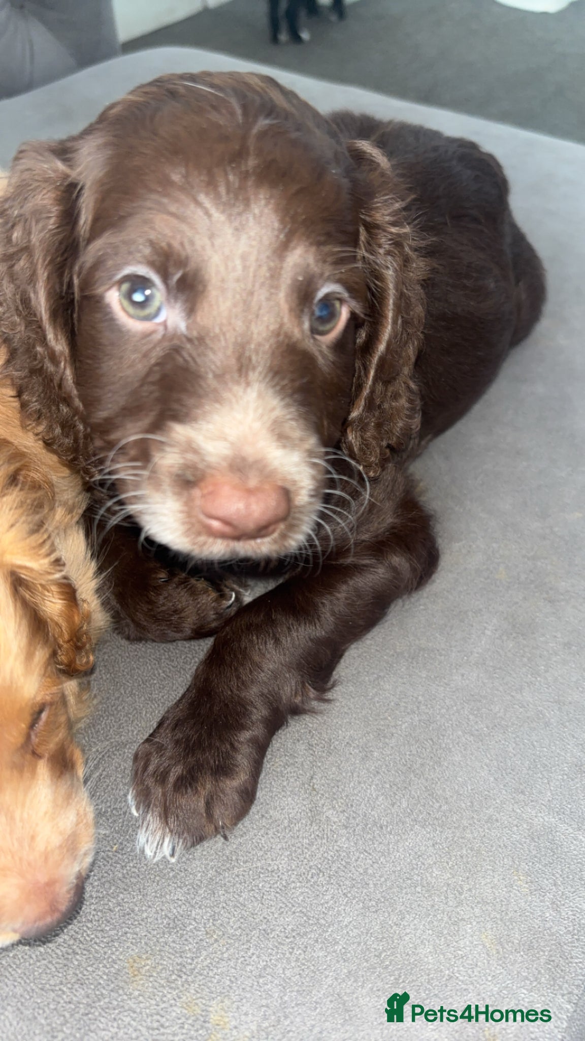 Cockapoo dogs 2 Male Cockapoo Puppies - Advert 14