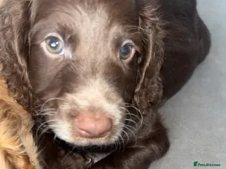 Cockapoo dogs 2 Male Cockapoo Puppies - Advert 14