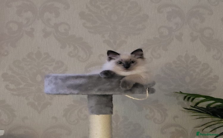 Ragdoll cats - Advert 15