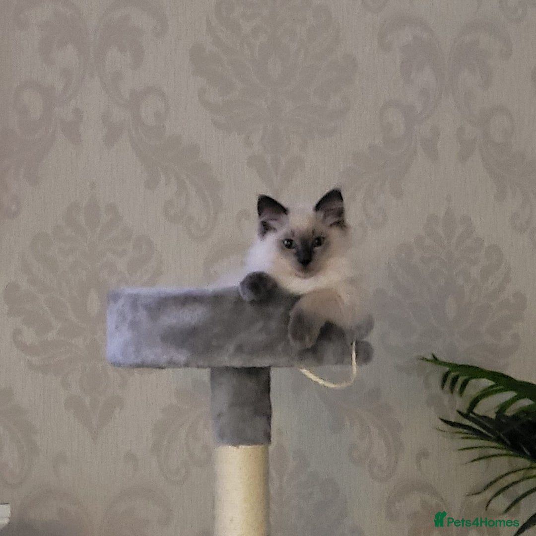 Ragdoll cats for sale: Thomas  - Image 1