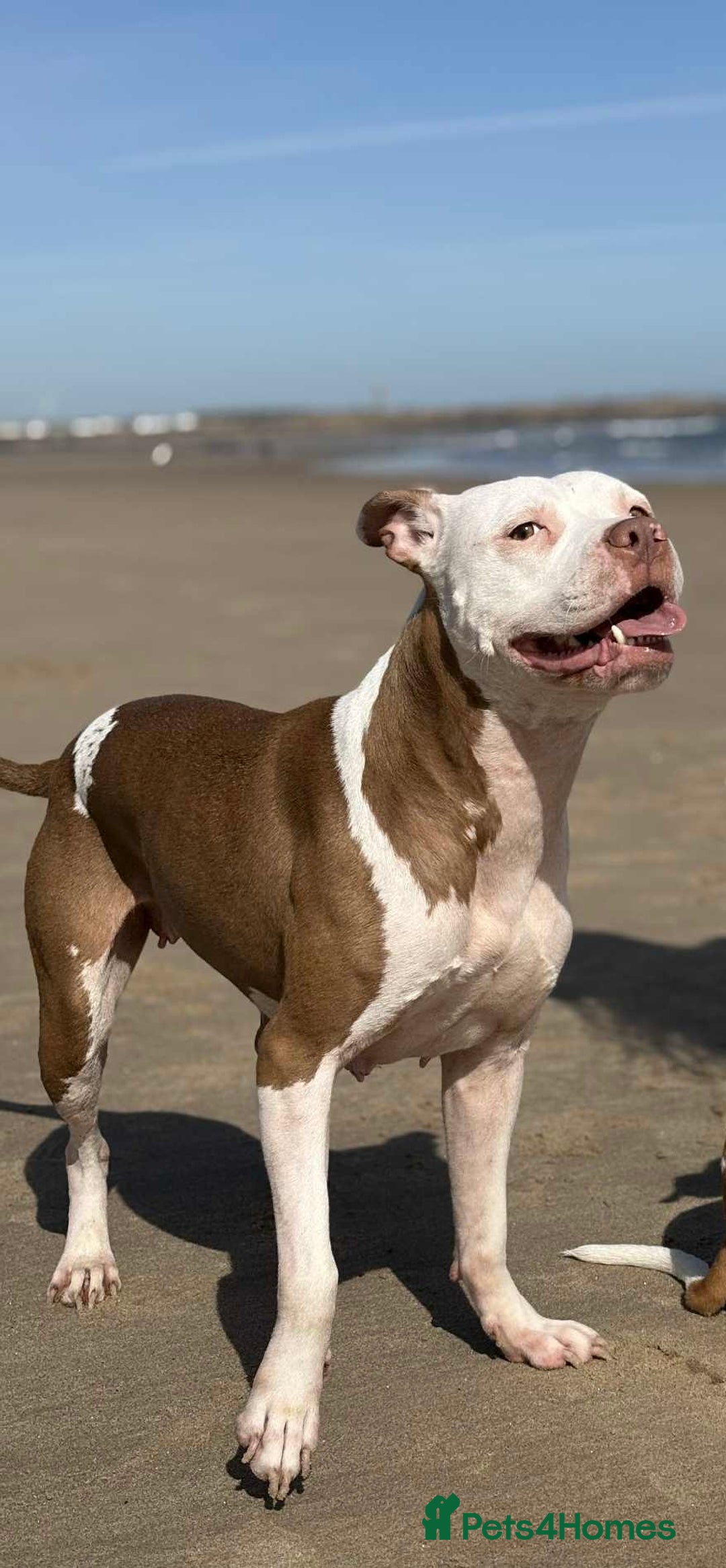 Mixed Breed dogs for sale: Staffy x American bulldog mixed breed  - Advert 10