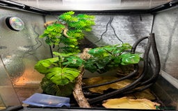 Gecko reptiles for sale: Crested gecko with enclosure  - Image 12