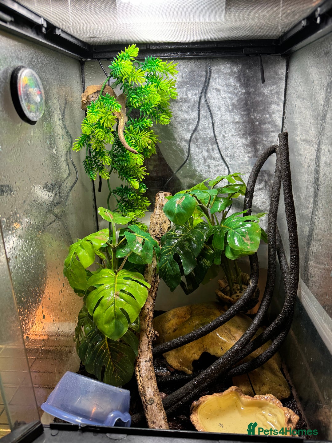 Gecko reptiles for sale: Crested gecko with enclosure  - Image 12