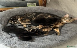 Mixed Breed cats for sale: Beautiful Black 10 Month Old Male Cat for Sale - Image 4