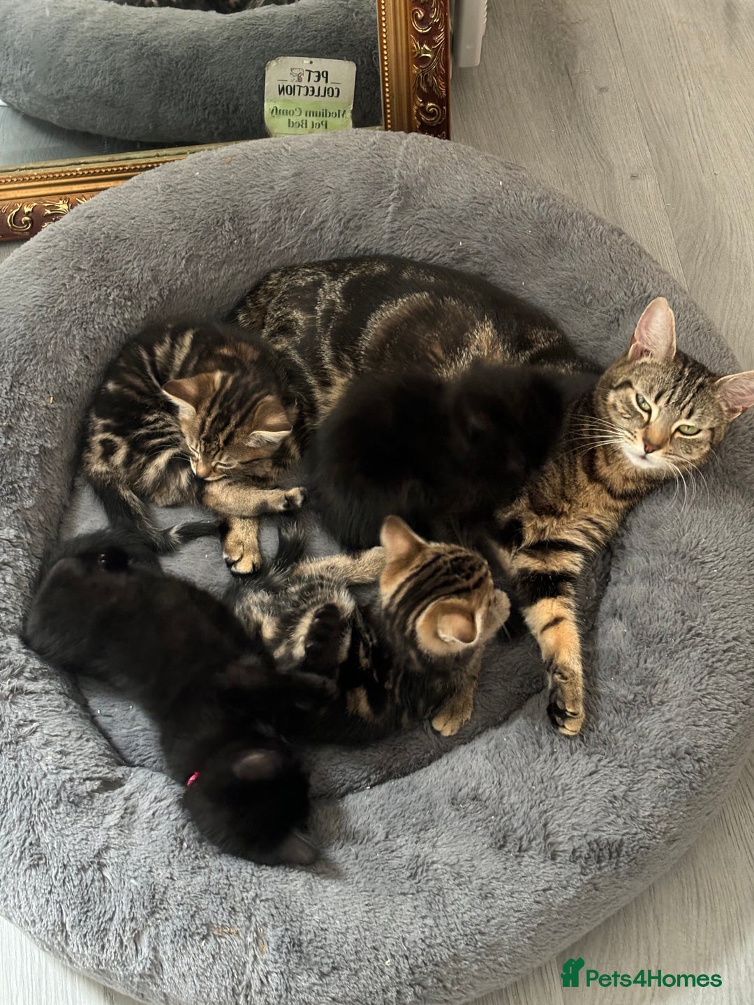 Mixed Breed cats for sale: Beautiful Black 10 Month Old Male Cat for Sale - Image 4