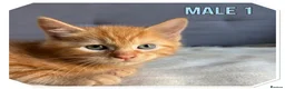 American Shorthair cats for sale: Beautiful Ginger kittens - READY FOR NEW HOMES! - Advert 3