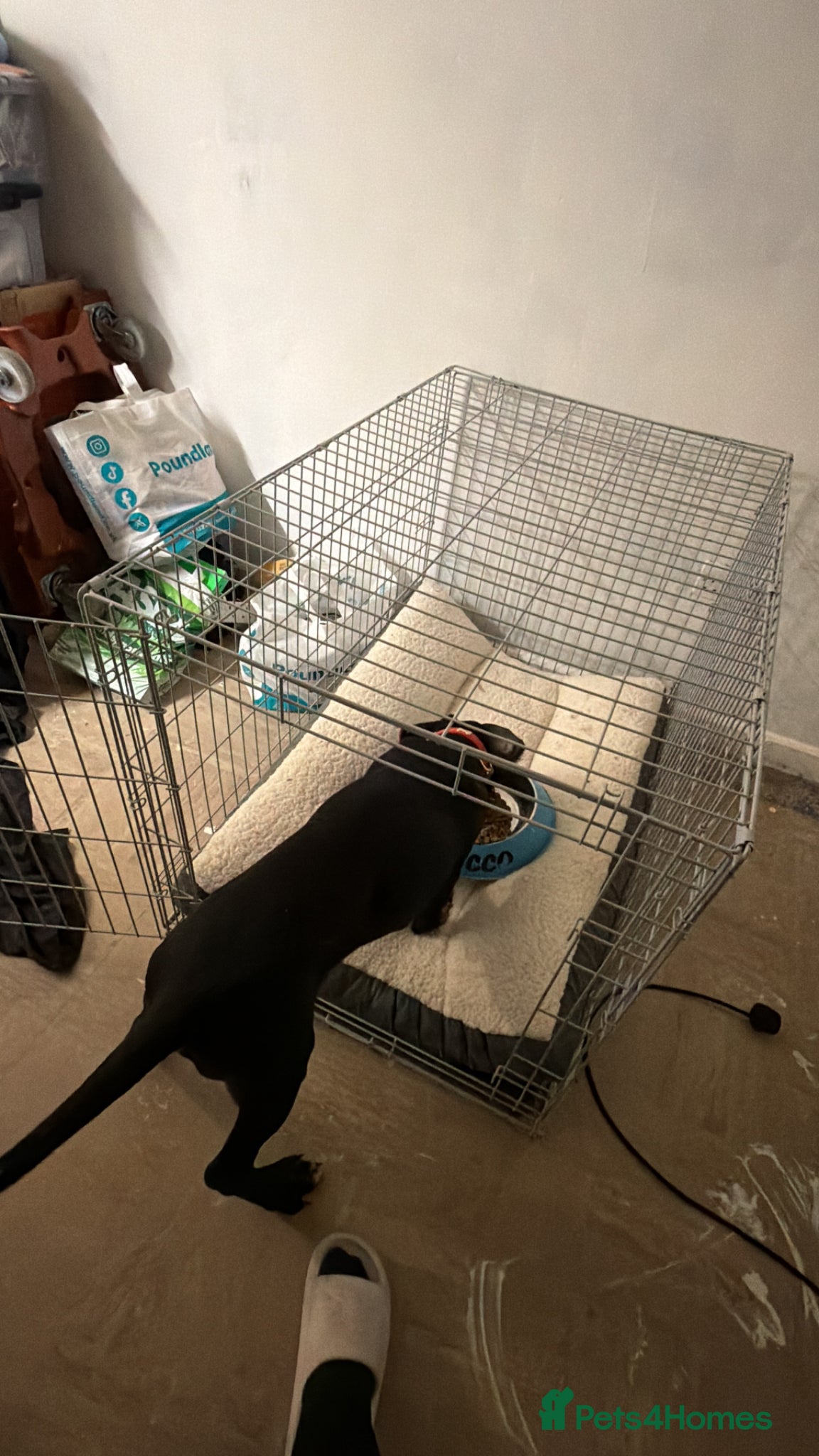 Mixed Breed dogs for sale: Make Puppy for Sale in Coventry - Advert 2