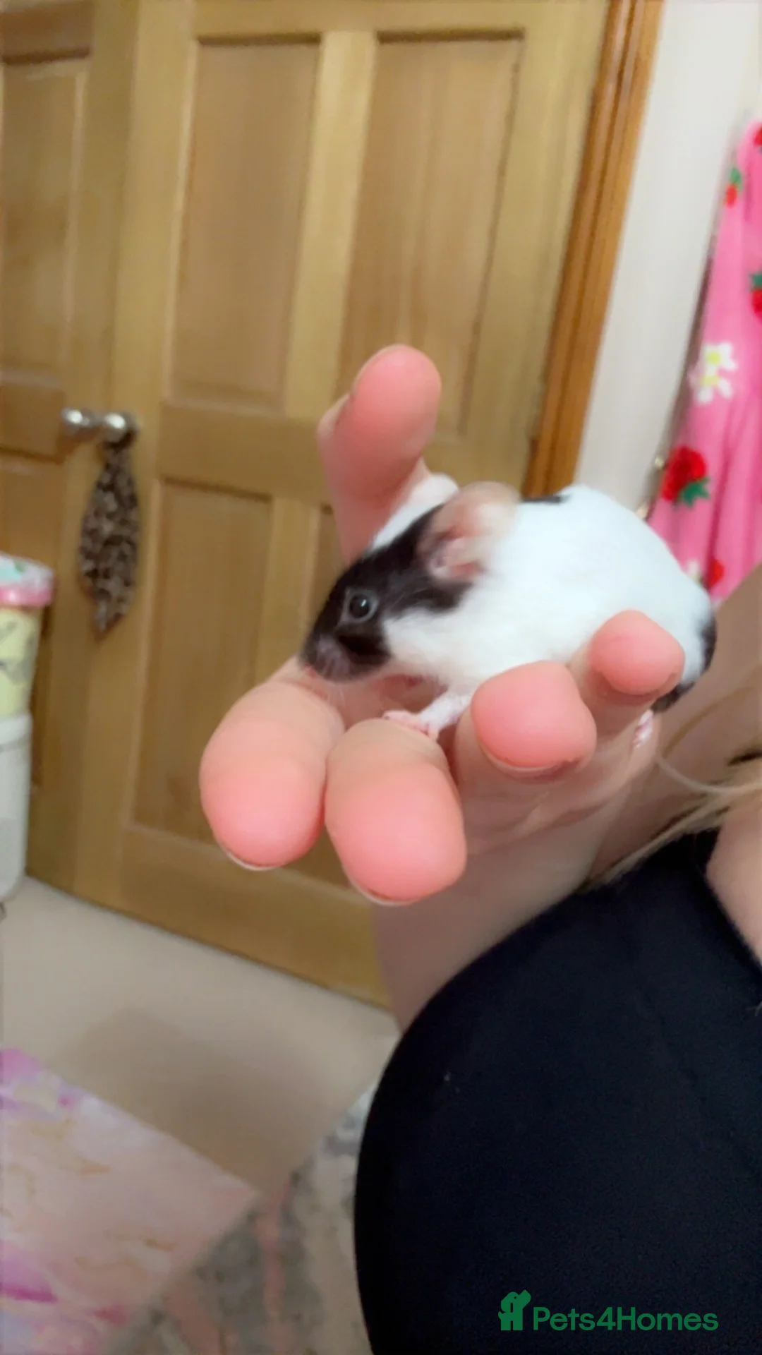 Mouse rodents for sale: Needs new home in Carlisle - Advert 2