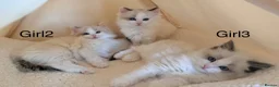 Ragdoll cats for sale: Stunning champion line Ragdoll kittens - Advert 3