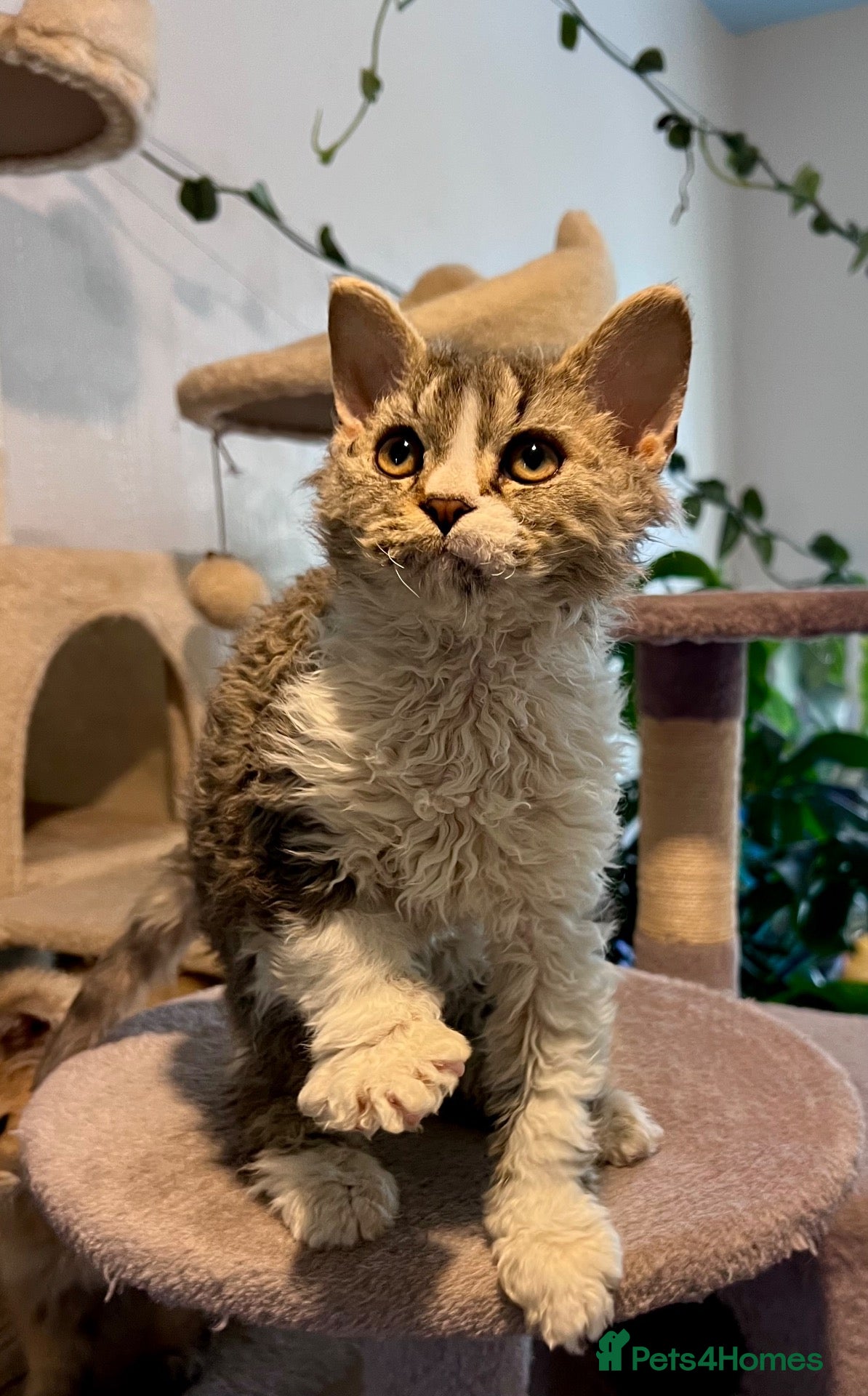 Selkirk Rex cats Gorgeous pure breed Selkirk rex kittens 😻 - Advert 2