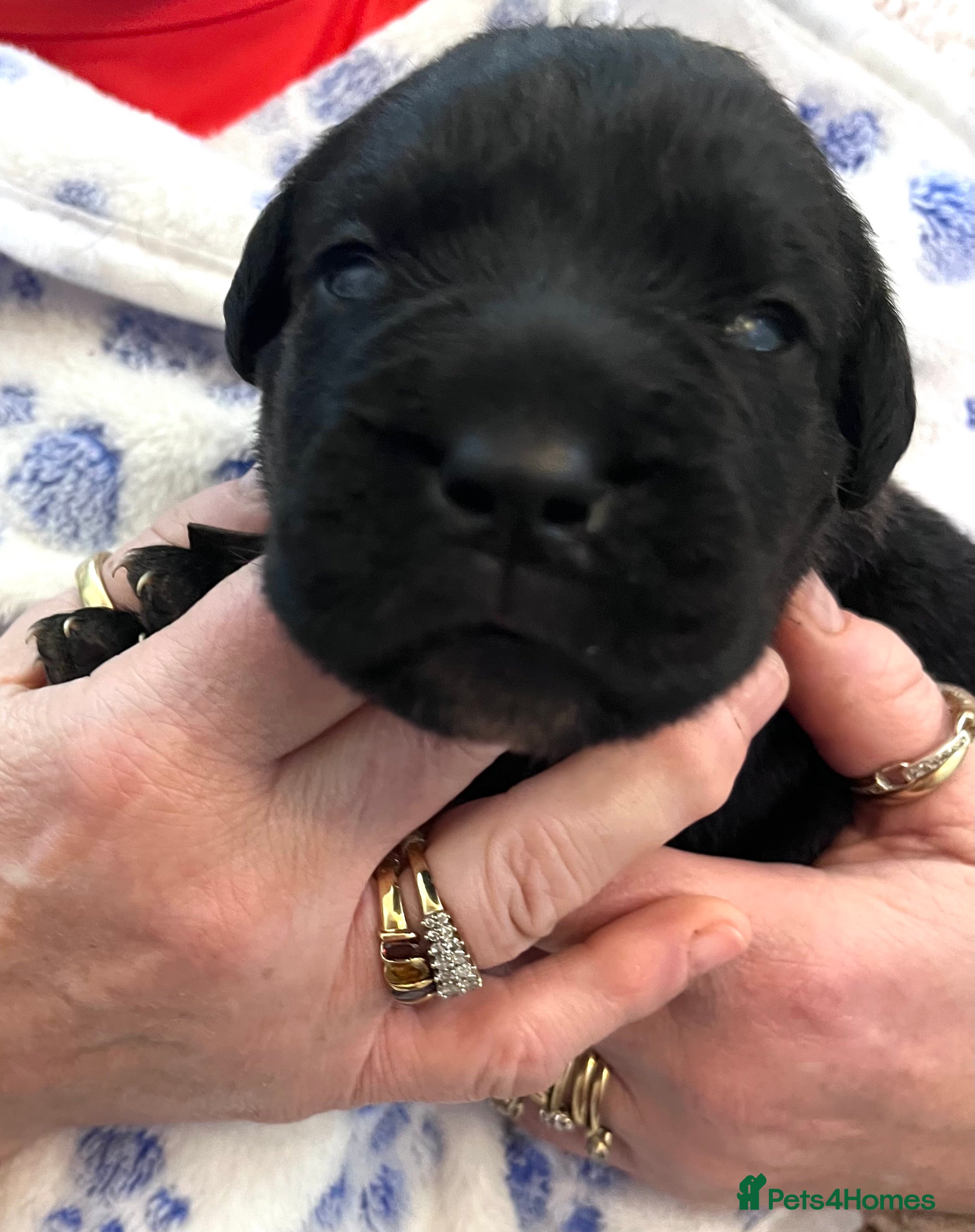 Cane Corso dogs Cane Corso Puppies  - Advert 3