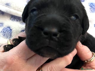 Cane Corso dogs Cane Corso Puppies - Advert 3