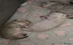 British Shorthair cats for sale: BRITISH SHORTHAIR KITTENS - Image 6
