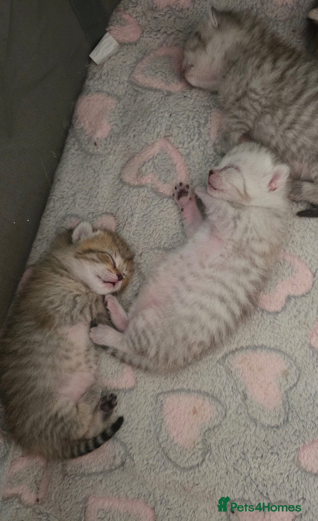 British Shorthair cats for sale: BRITISH SHORTHAIR KITTENS - Image 6