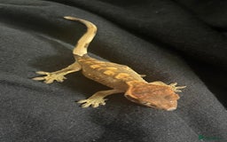 Gecko reptiles for sale: Baby Crested Geckos - Image 7