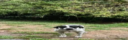 Pointer dogs for adoption: Arpa  in New Romney - Advert 10