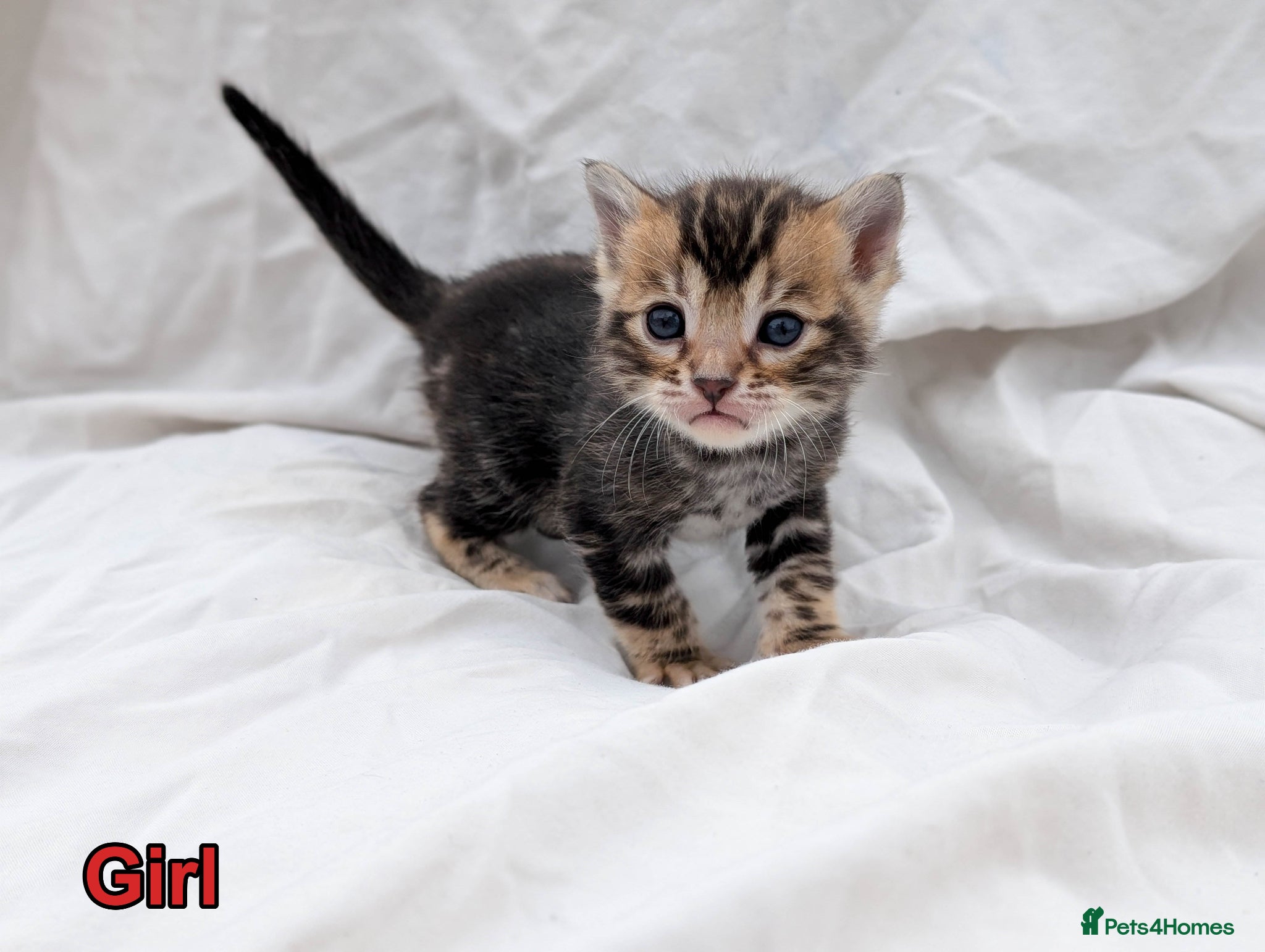 Bengal cats Gorgeous health tested glitter TICA Bengal kittens - Advert 1