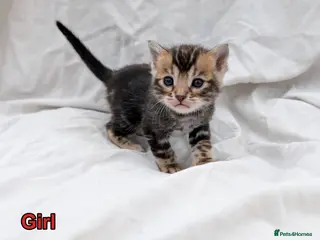 Bengal cats for sale: Gorgeous health tested glitter TICA Bengal kittens - Advert 2