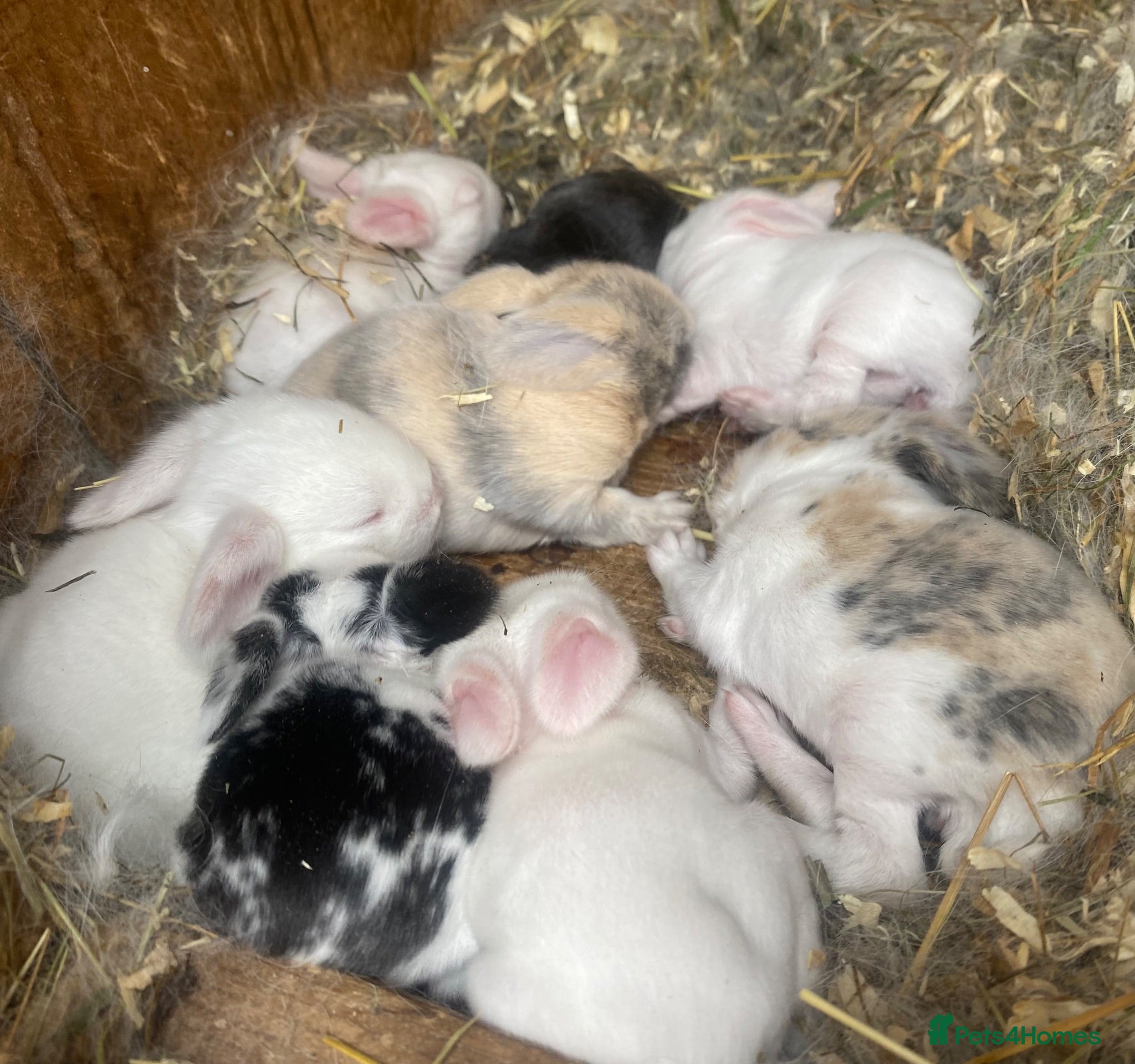 Mini Lop rabbits Mini lops Est since 2014   - Advert 1