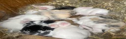 Mini Lop rabbits for sale: Mini lops Est since 2014   - Advert 4