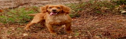 Cocker Spaniel dogs for stud: Beautiful Golden Cocker Spaniel - Advert 1