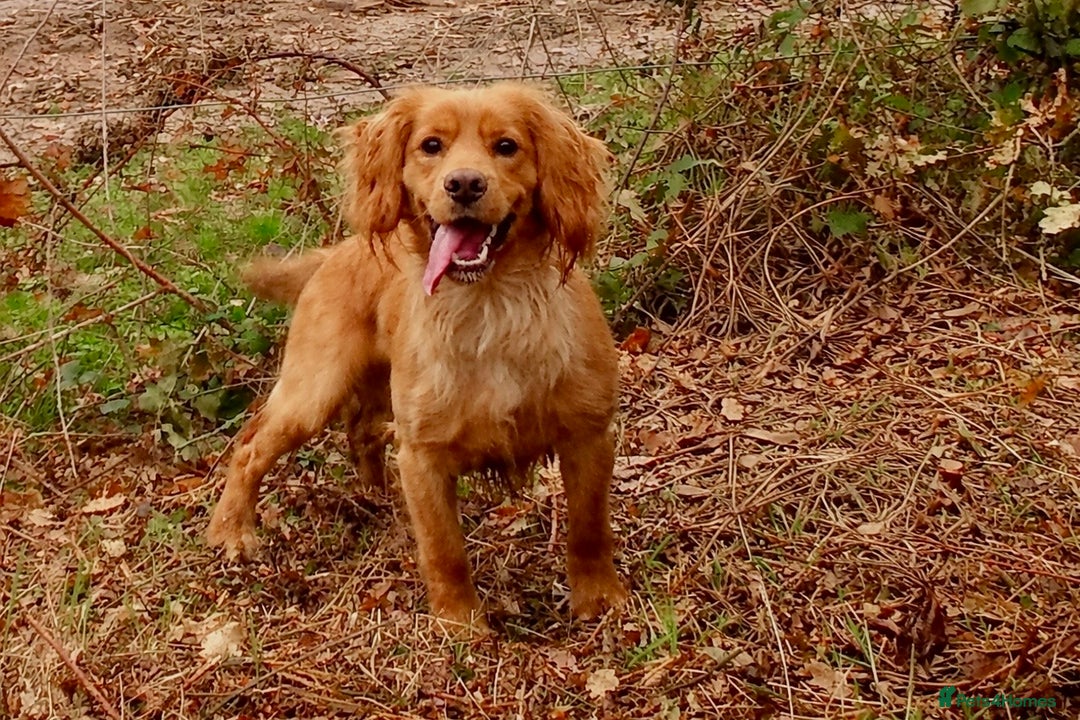 Cocker Spaniel dogs for stud: Beautiful Golden Cocker Spaniel - Advert 1