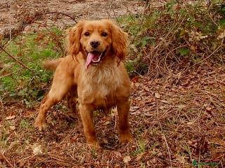 Cocker Spaniel dogs Beautiful Golden Cocker Spaniel - Advert 15