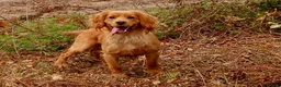 Cocker Spaniel dogs for stud: Beautiful Golden Cocker Spaniel - Advert 2