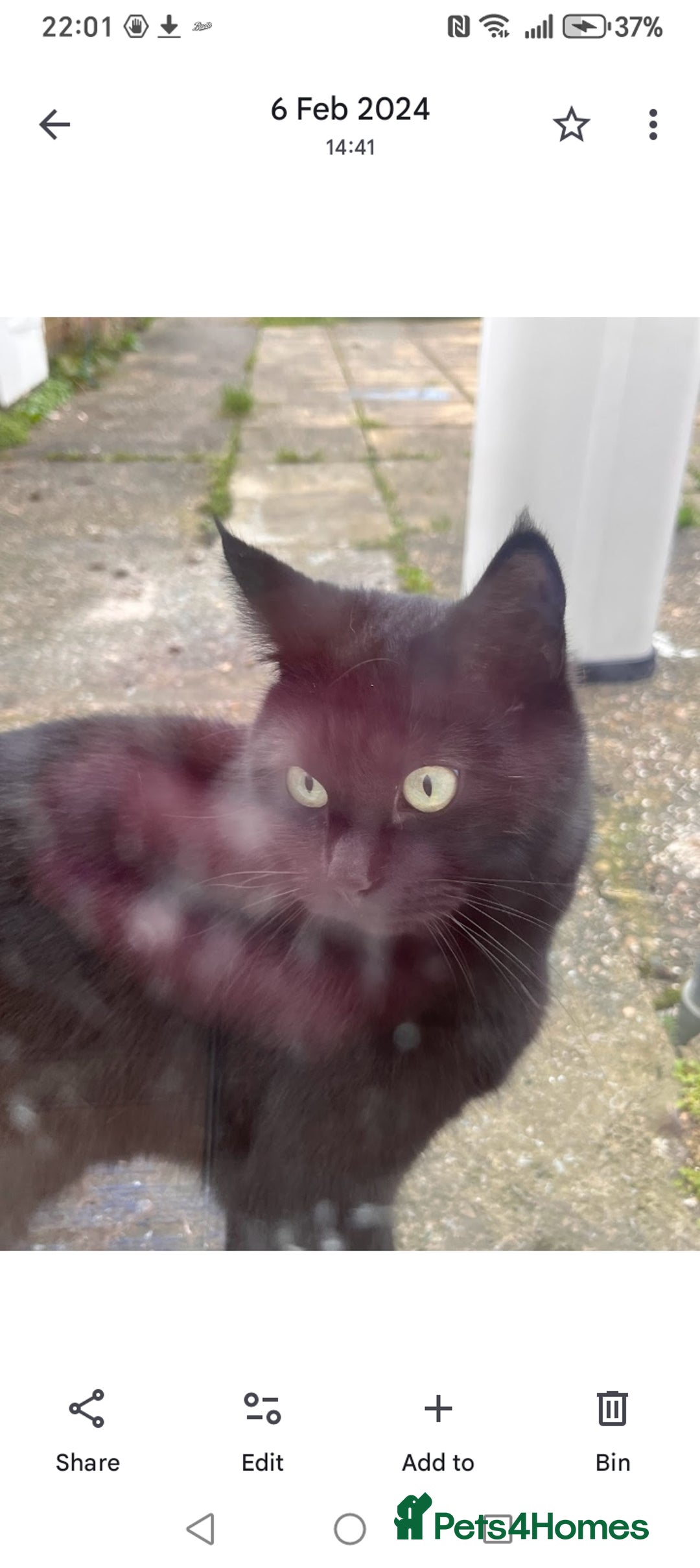 Domestic Shorthair cats for sale: Lola & Titch brother and sister  - Image 6