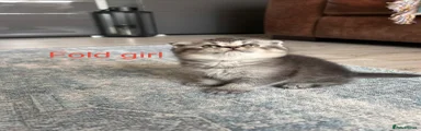Scottish Fold Kitten 4