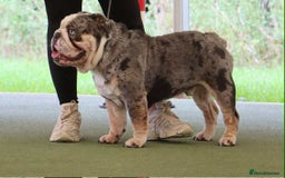 English Bulldog dogs for sale: DWKC STUNNING ENGLISH BULLDOGS. - Image 22