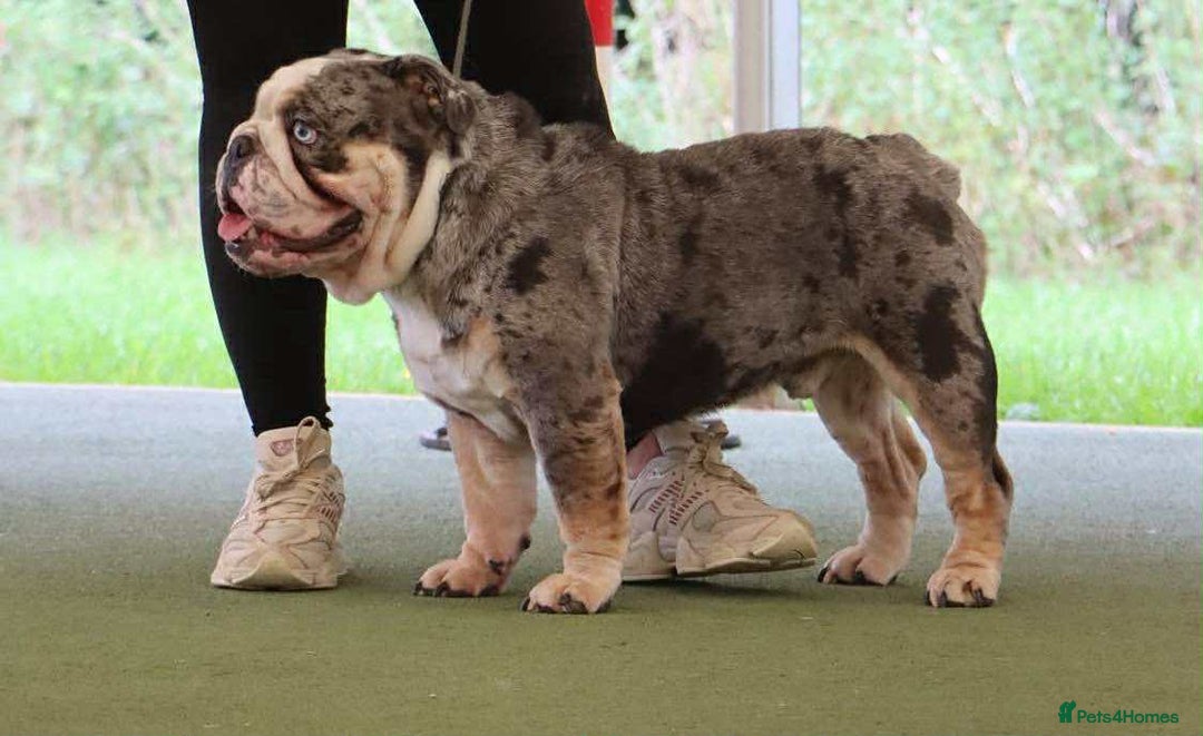 English Bulldog dogs for sale: DWKC STUNNING ENGLISH BULLDOGS. - Image 22