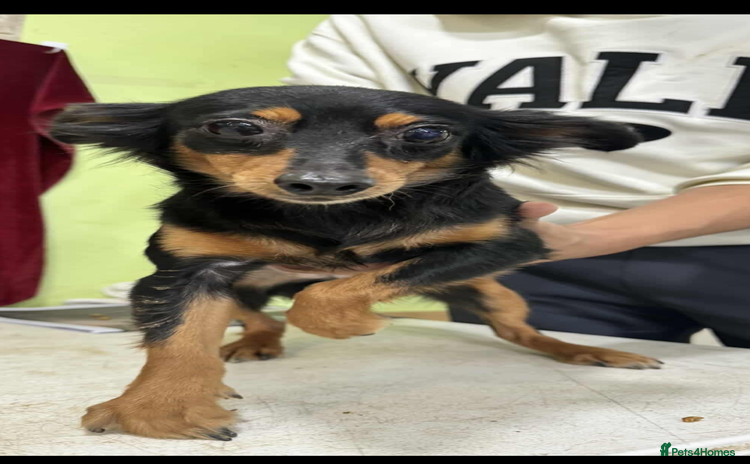 Miniature Pinscher dogs - Advert 1