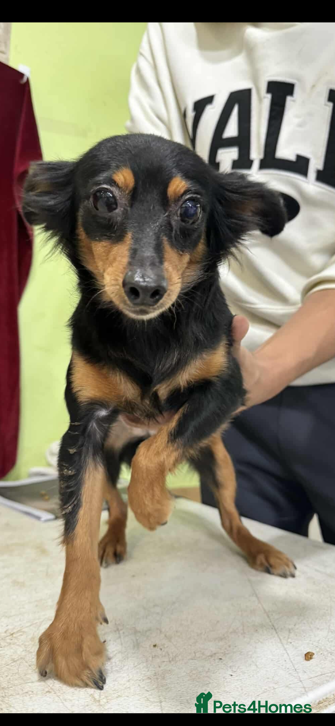 Miniature Pinscher dogs for adoption: rosie 5 years  mini pincher meat trade  survivor - Image 1