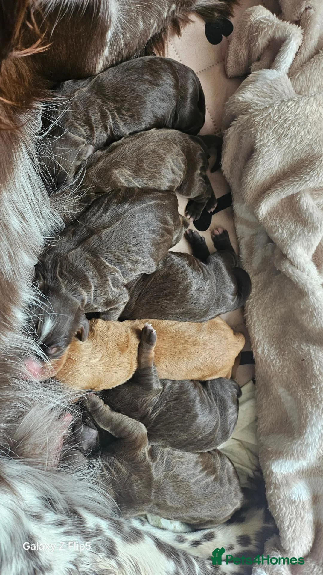 Cocker Spaniel dogs for sale: Cocker spaniel puppies - Advert 11
