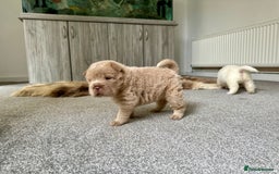 Shar Pei dogs for sale: Top quality bear coat sharpei  - Image 29