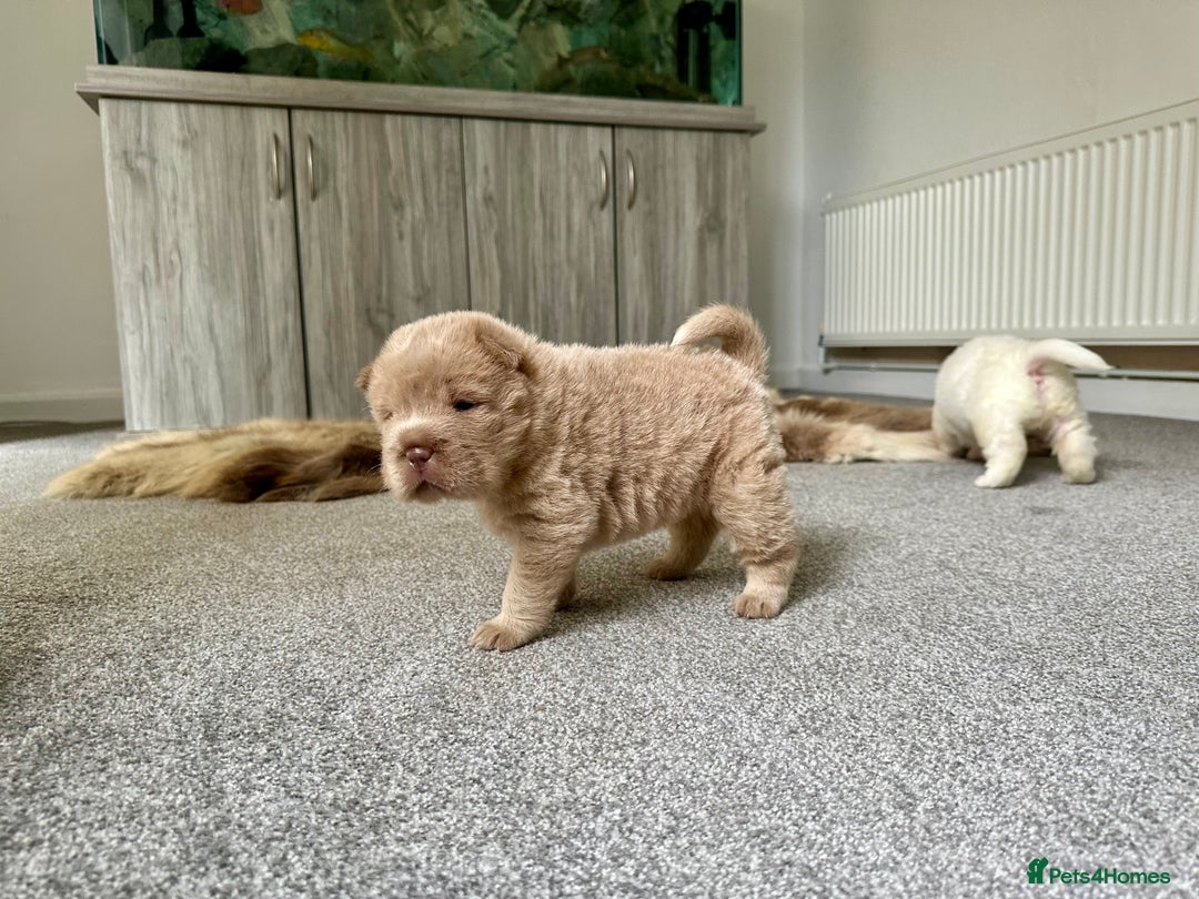 Shar Pei dogs for sale: Top quality bear coat sharpei  - Image 29