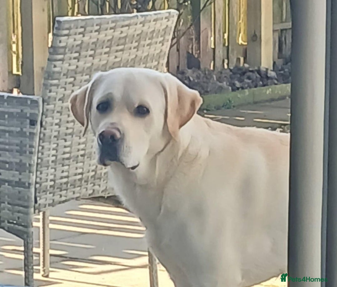 Labrador Retriever dogs for sale: Full breed Labrador retriever puppy’s  - Image 9