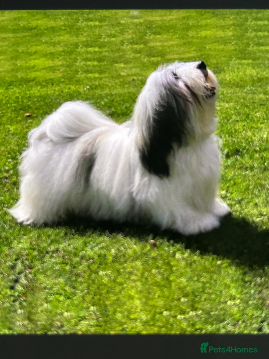 Havanese dogs for sale: KC Registered Havanese Puppies  - Advert 8