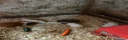 Guinea Pig rodents for sale: Female guinea pigs - Advert 3