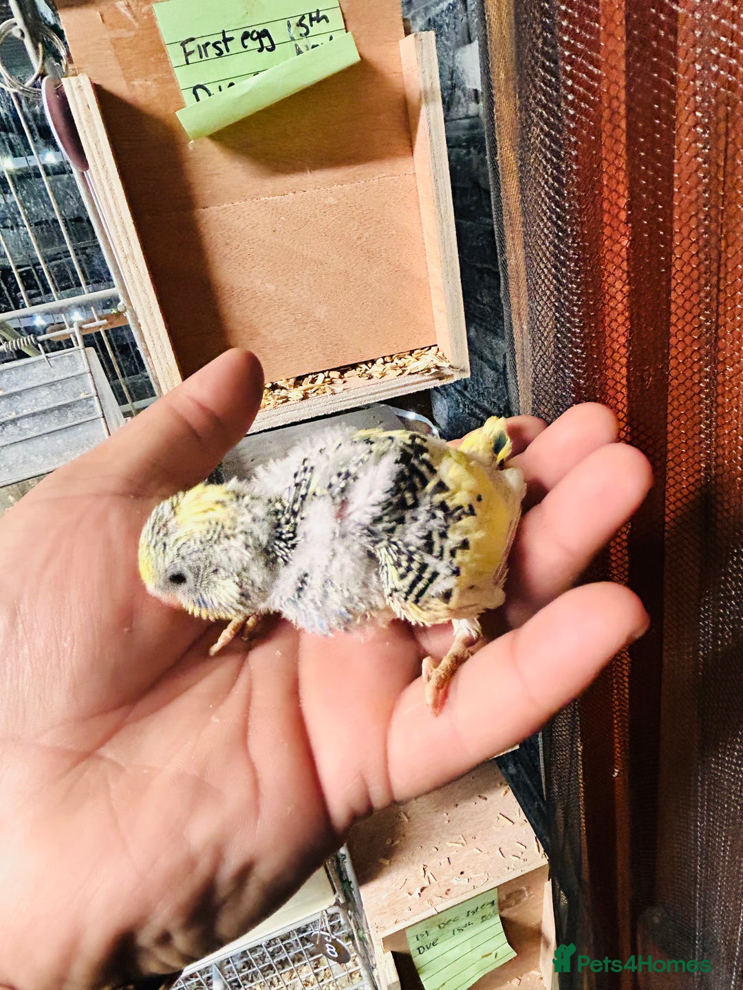 Budgerigars birds for sale: Adorable Handreared  baby budgies  - Advert 5