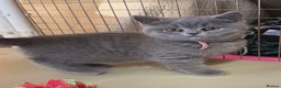 British Shorthair cats for sale: Blue BSH kittens - Advert 5