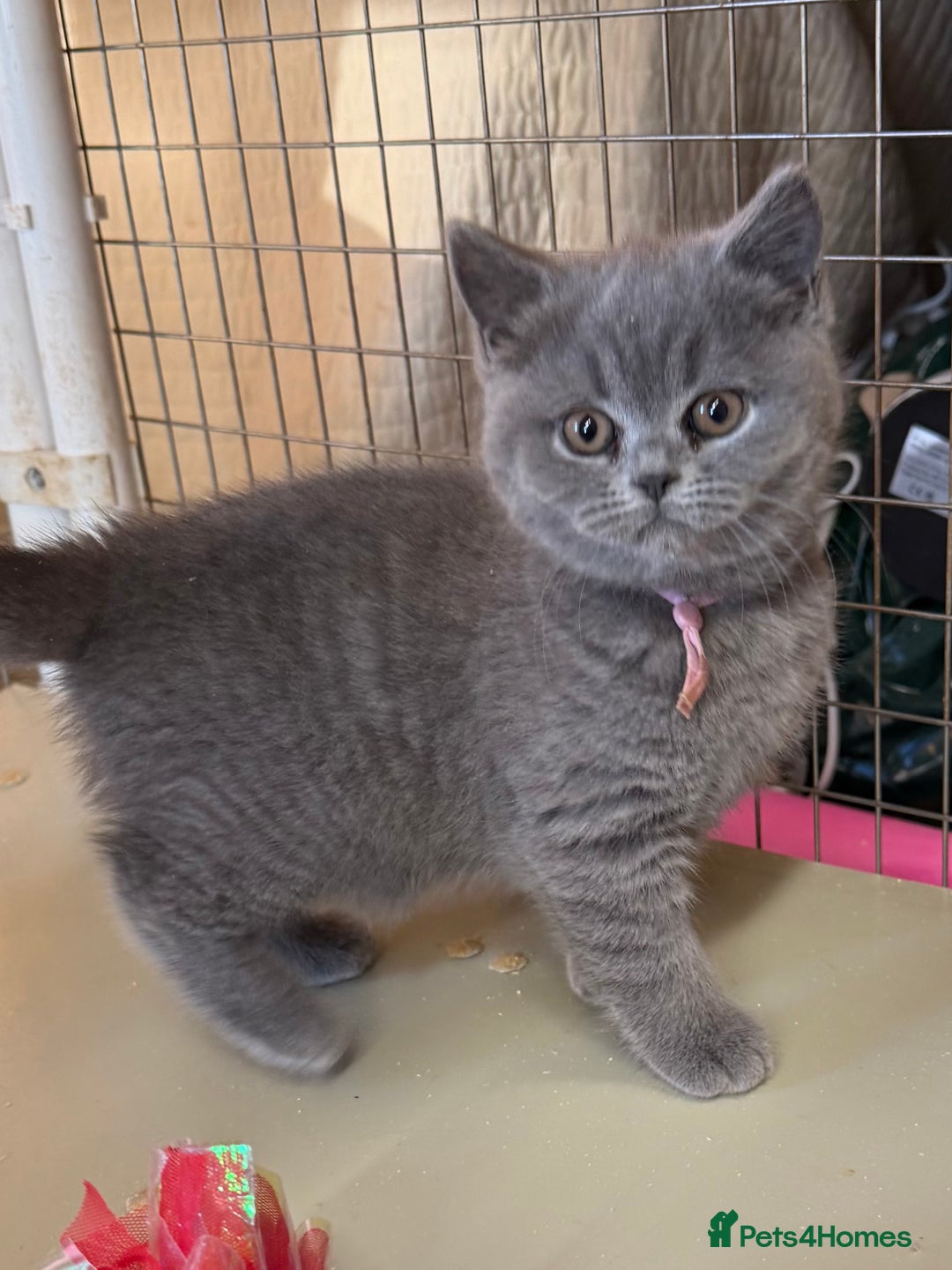 British Shorthair cats for sale: Blue BSH kittens - Advert 5
